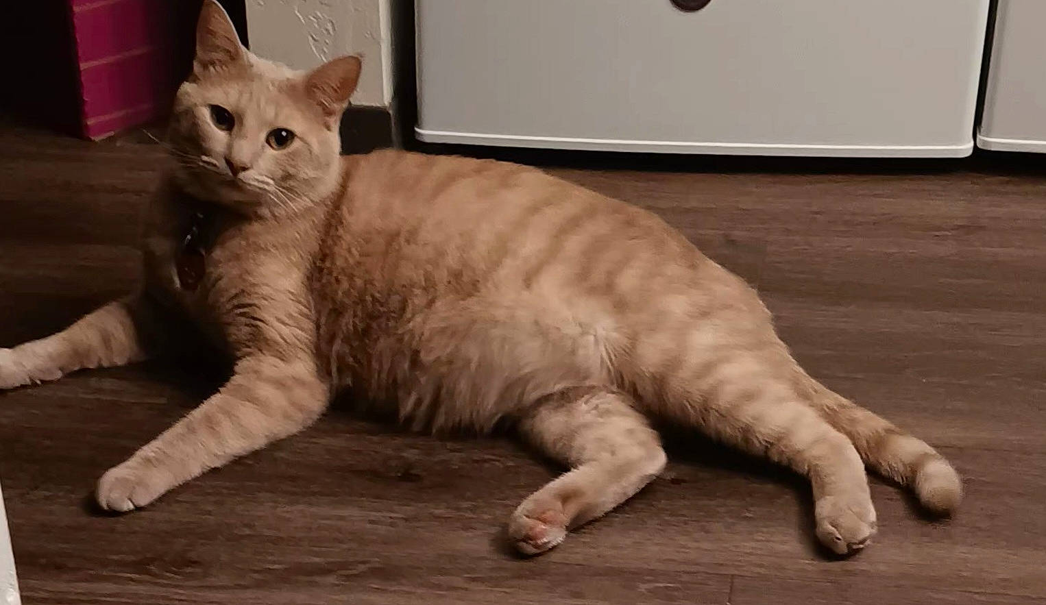 Timmy joined the competition — help win amazing prizes! abyssinian, angora, animal, cat, egyptiancat, hardwood, indoors, interiordesign, kitten, manx, pet, siamese, stainedwood, wood