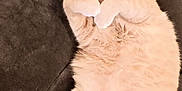 Timmy is registered to the contest to win money with this photo: abyssinian, angora, animal, cat, cushion, egyptiancat, homedecor, kitten, manx, person, pet, siamese, sleeping
