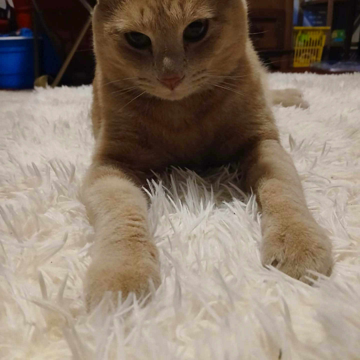 Timmy is registered to the contest to win money with this photo: animal, carpet, cat, close_up, cozy, curious, domestic, drawer, floor, fluffy_rug, furniture, ginger_cat, household, indoor, mammal, paws, pet, resting, table, whiskers