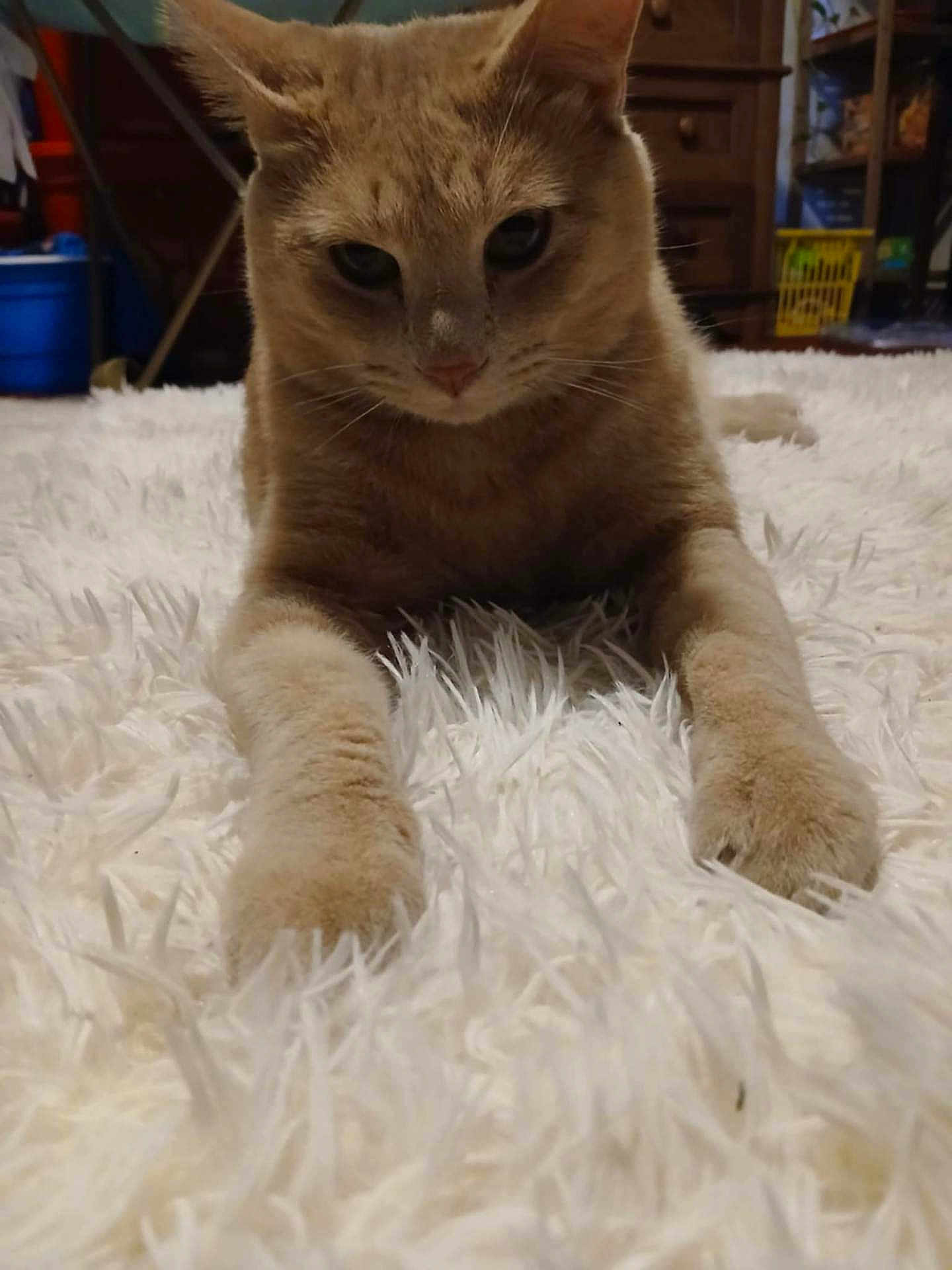 Timmy