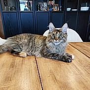 Maya participe au concours pour gagner de l'argent avec cette photo : cat, tabby_cat, wooden_table, indoor, furniture, shelf, photograph, portrait, pet, animal, fur, green_eyes, relaxed, domestic_cat, chair, home, decor, mammal, whiskers, curious
