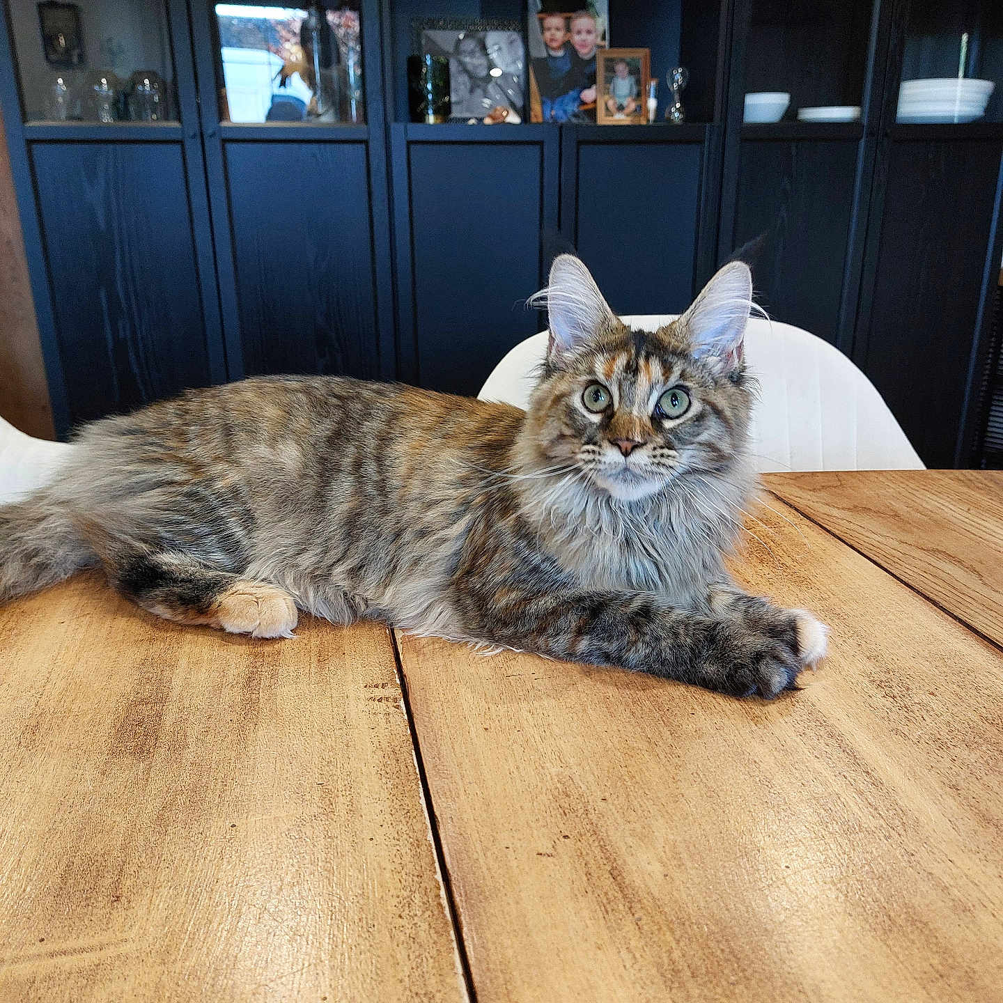 Maya participe au concours pour gagner de l'argent avec cette photo : animal, cat, chair, curious, decor, domestic_cat, fur, furniture, green_eyes, home, indoor, mammal, pet, photograph, portrait, relaxed, shelf, tabby_cat, whiskers, wooden_table