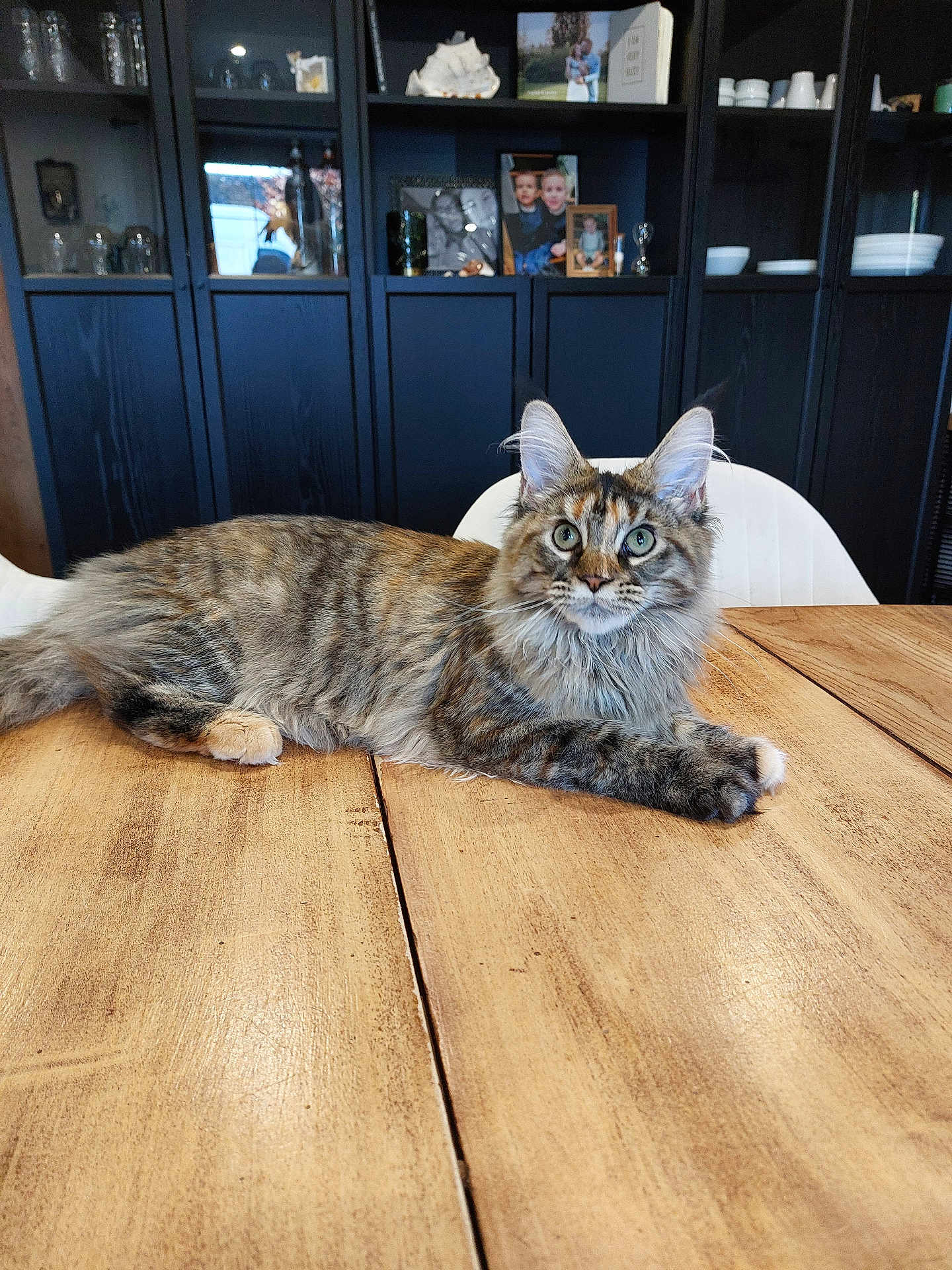 Maya participe au concours pour gagner de l'argent avec cette photo : cat, tabby_cat, wooden_table, indoor, furniture, shelf, photograph, portrait, pet, animal, fur, green_eyes, relaxed, domestic_cat, chair, home, decor, mammal, whiskers, curious
