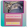 Dazzle joined the competition — help win amazing prizes! animal, cat, colorful_text, cozy, cute, funny, furniture, gray_cat, indoor, kitten, paw, pet, pink_border, playful, posing, relaxed, sofa, striped_couch, text_overlay, young_cat