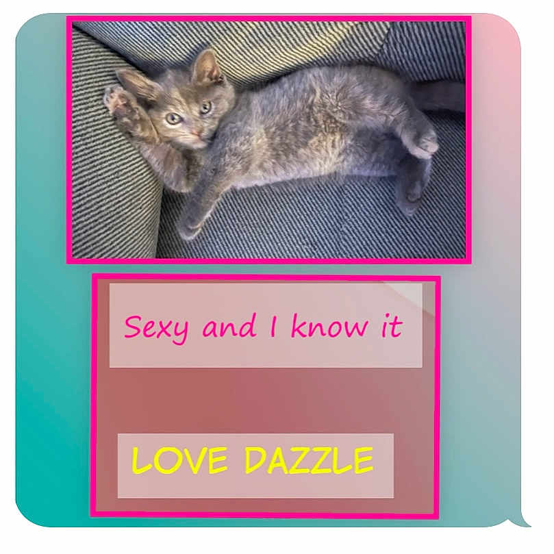 Dazzle