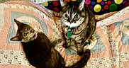 Dazzle joined the competition — help win amazing prizes! animal, background, cat, collar, colorful, cute, domestic_animal, fabric, feline, indoor, looking_up, pattern, pets, polka_dots, quilt, resting, striped, tabby_cat, tag, two_cats