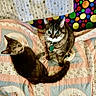 animal, background, cat, collar, colorful, cute, domestic_animal, fabric, feline, indoor, looking_up, pattern, pets, polka_dots, quilt, resting, striped, tabby_cat, tag, two_cats