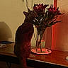 Dazzle is registered to the contest to win money with this photo: cat, curious, decor, domestic, feline, flowers, glass_vase, home, indoor, leaves, object, pet, plant, shadow, stem, still_life, table, vase, water, wooden_surface