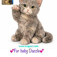 Dazzle joined the competition — help win amazing prizes! cat, cute, ears, eyes, floor, gray_fur, pet, pink_nose, pink_paw_pads, plush_toy, raised_paw, real_cat, sitting, small_inset_photo, stuffed_animal, text_overlay, toy, website_url, white_background, wooden_floor