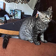 Kiki joined the competition — help win amazing prizes! cat, kitten, tabby, striped, pet, animal, feline, indoor, couch, furniture, curious, alert, tail, whiskers, ears, home, decor, mirror, picture_frame, clothing