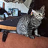 cat, kitten, tabby, striped, pet, animal, feline, indoor, couch, furniture, curious, alert, tail, whiskers, ears, home, decor, mirror, picture_frame, clothing