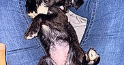 Onyx is registered to the contest to win money with this photo: puppy, dog, black_dog, pet, lap, jeans, person, indoor, cute, relaxed, playful, floppy_ears, belly_up, animal, fur, paw, nose, eyes, human_hand, casual