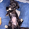 puppy, dog, black_dog, pet, lap, jeans, person, indoor, cute, relaxed, playful, floppy_ears, belly_up, animal, fur, paw, nose, eyes, human_hand, casual