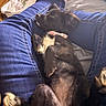 Onyx joined the competition — help win amazing prizes! dog, puppy, lap, jeans, blue_jeans, collar, black_dog, white_markings, resting, relaxed, indoor, home, furniture, laundry_basket, casual, pet, animal, cute, cozy, comfort