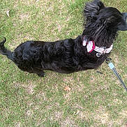 Onyx is registered to the contest to win money with this photo: dog, black_dog, leash, collar, grass, outdoor, pet, animal, fur, curly_fur, walking, side_view, nature, daylight, canine, paw, ground, pet_accessory, footwear, walking_pet