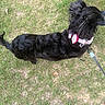 dog, black_dog, leash, collar, grass, outdoor, pet, animal, fur, curly_fur, walking, side_view, nature, daylight, canine, paw, ground, pet_accessory, footwear, walking_pet