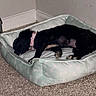 Onyx is registered to the contest to win money with this photo: dog, sleeping, dog_bed, black_dog, collar, carpet, indoor, resting, pet, corner, wall, fur, mammal, cute, animal, paw, cozy, relaxed, bed, home