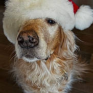Ozzy is registered to the contest to win money with this photo: dog, golden_retriever, santa_hat, pet, indoor, wooden_floor, fur, canine, holiday, christmas, cute, animal, mammal, portrait, domestic_animal, fluffy, adorable, festive, hat, companion