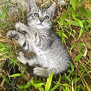 Tia participe au concours pour gagner de l'argent avec cette photo : kitten, cat, gray_tabby, grass, greenery, outdoor, animal, pet, fur, small, cute, nature, leaf, playful, young, whiskers, paws, lying, curious, closeup
