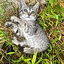 kitten, cat, gray_tabby, grass, greenery, outdoor, animal, pet, fur, small, cute, nature, leaf, playful, young, whiskers, paws, lying, curious, closeup