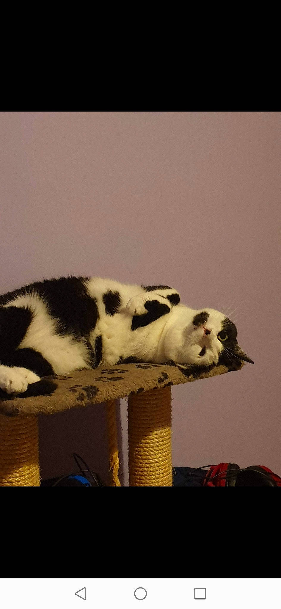 Floki