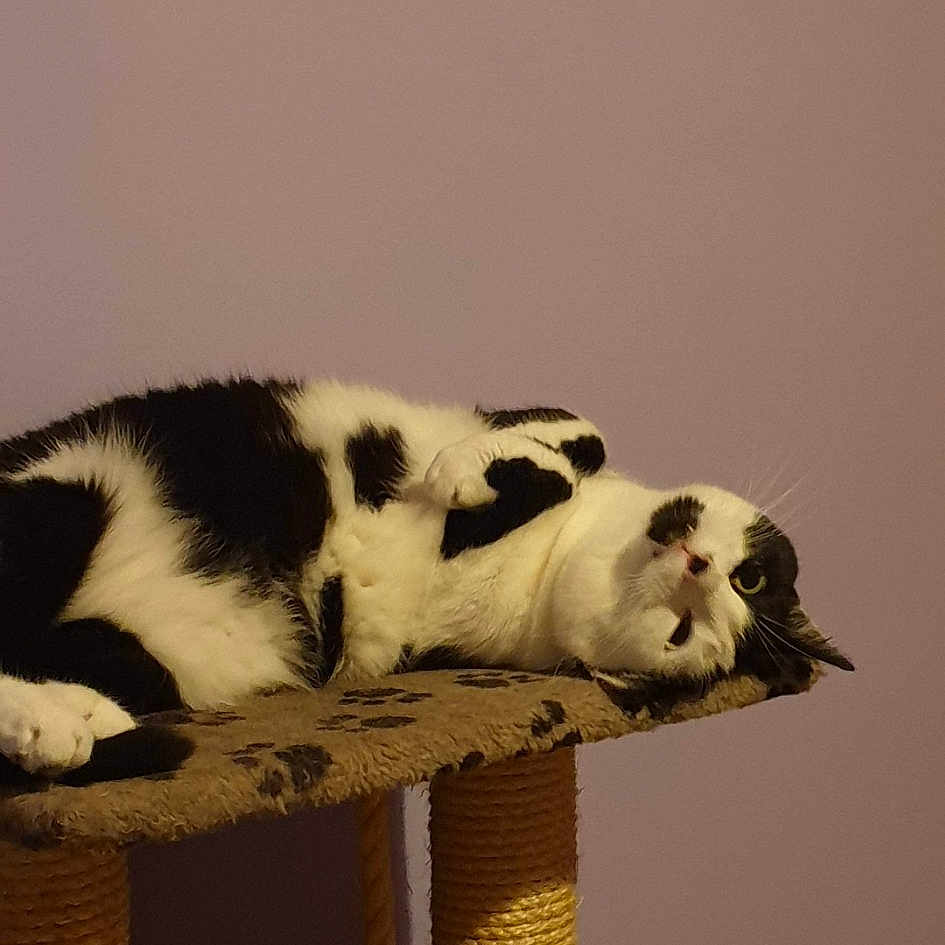 Floki
