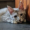 cat, kitten, feline, animal, pet, resting, lying_down, floor, tile, wood, ears, whiskers, fur, closeup, indoor, cute, eyes, portrait, calm, relaxed