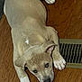 animal, brown_coat, canine, cute, dog, domestic_animal, ears, flooring, indoor, looking_up, lying_down, paw, pet, puppy, relaxed, resting, vent, white_paws, wooden_floor, young