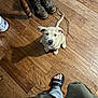 Shera is registered to the contest to win money with this photo: boots, brown, casual_clothing, curious, dog, domestic, floorboards, flooring, footwear, home_interior, human_foot, indoor, laces, light, looking_up, pet, puppy, recreation, shadow, wooden_floor