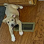 Shera joined the competition — help win amazing prizes! animal, cabinet, canine, curious, cute, dog, domestic_animal, ears, floor_vent, flooring, home, indoor, light_brown, looking_up, lying_down, pet, puppy, white_paws, wooden_floor, young_dog