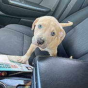 Shera joined the competition — help win amazing prizes! puppy, dog, car_interior, car_seat, black_seat, leather, blue_eyes, light_brown_fur, paw, newspaper, curious, innocent, pet, animal, young_dog, looking_up, seatbelt, dashboard, window, interior