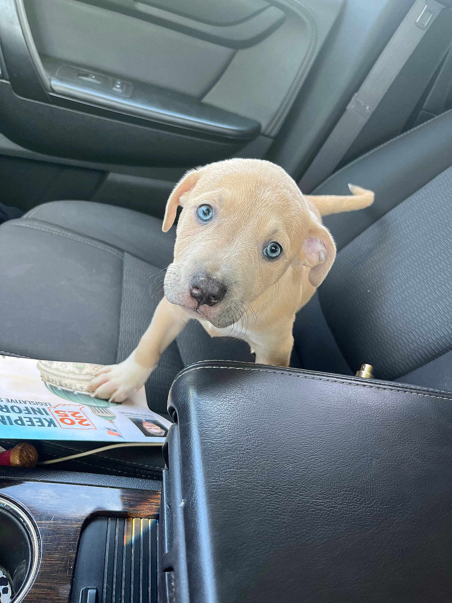 Shera joined the competition — help win amazing prizes! puppy, dog, car_interior, car_seat, black_seat, leather, blue_eyes, light_brown_fur, paw, newspaper, curious, innocent, pet, animal, young_dog, looking_up, seatbelt, dashboard, window, interior