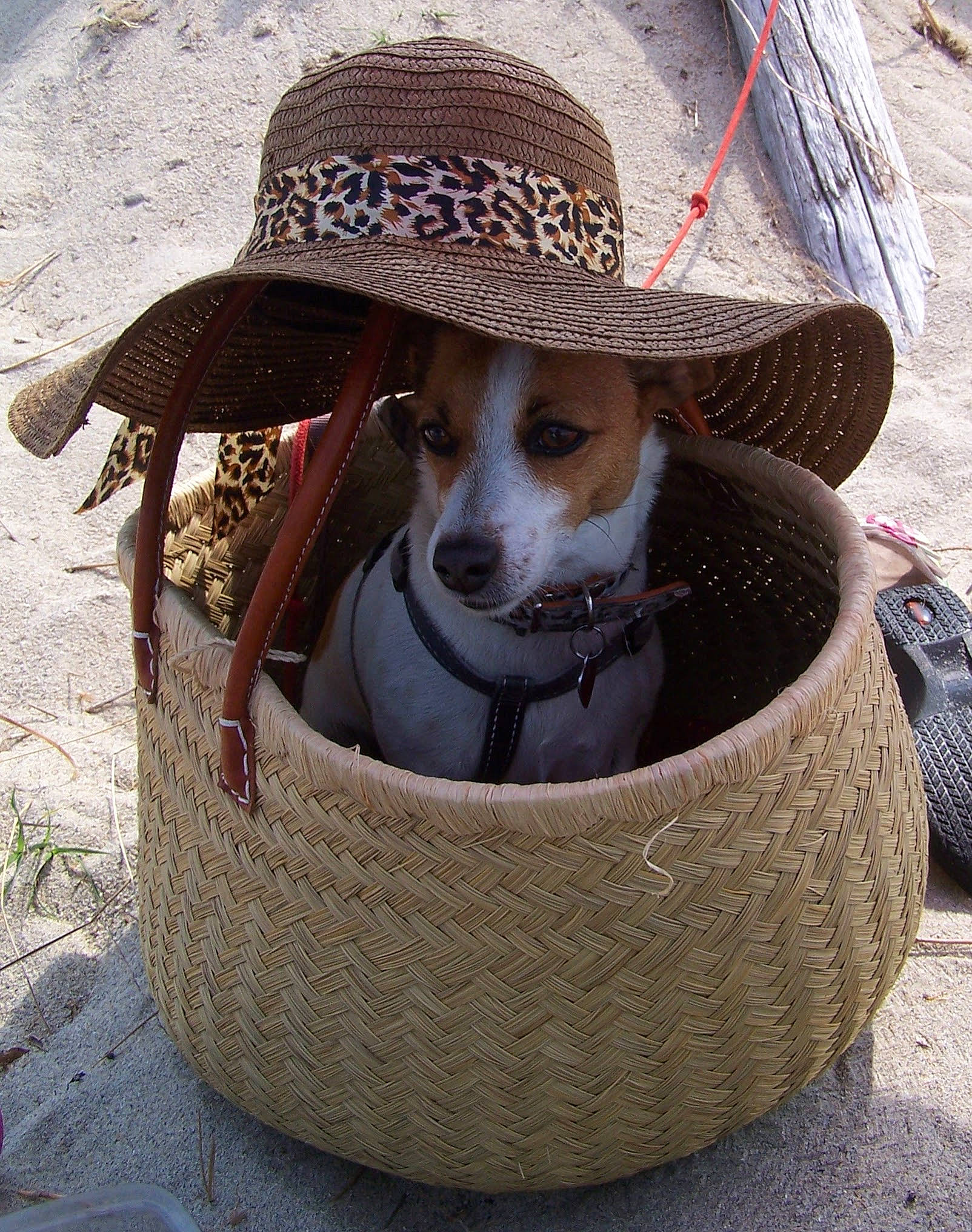 Daya a rejoint le concours — aidez-le/la à gagner de superbes lots ! cap, carnivore, collar, companion_dog, costume_hat, dog, dog_breed, dog_supply, eyewear, fawn, fedora, goggles, hat, leash, pet_supply, snout, sporting_group, sun_hat, sunglasses, working_animal