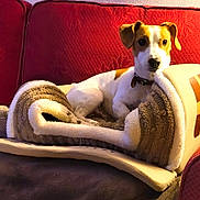 Balou participe au concours pour gagner de l'argent avec cette photo : dog, pet, blanket, couch, red_couch, indoor, cozy, relaxed, fur, animal, canine, domestic_animal, looking, ears, collar, comfort, home, fur_texture, resting, warm_lighting