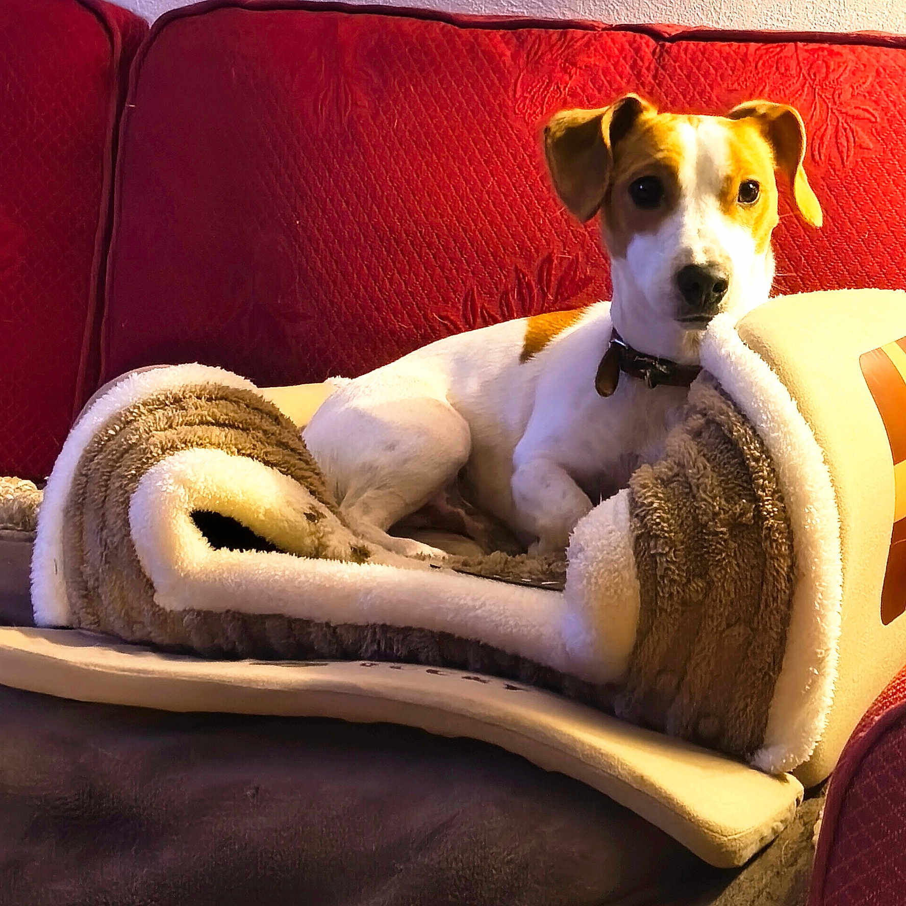 Balou participe au concours pour gagner de l'argent avec cette photo : dog, pet, blanket, couch, red_couch, indoor, cozy, relaxed, fur, animal, canine, domestic_animal, looking, ears, collar, comfort, home, fur_texture, resting, warm_lighting
