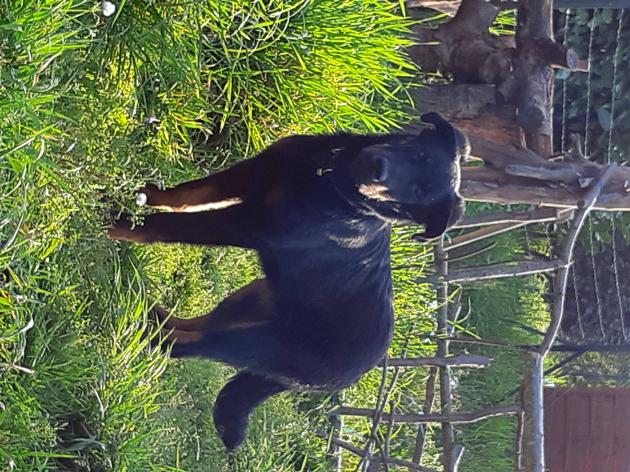 Pogo participe au concours pour gagner de l'argent avec cette photo : american_black_bear, grass, organism, plant, tail