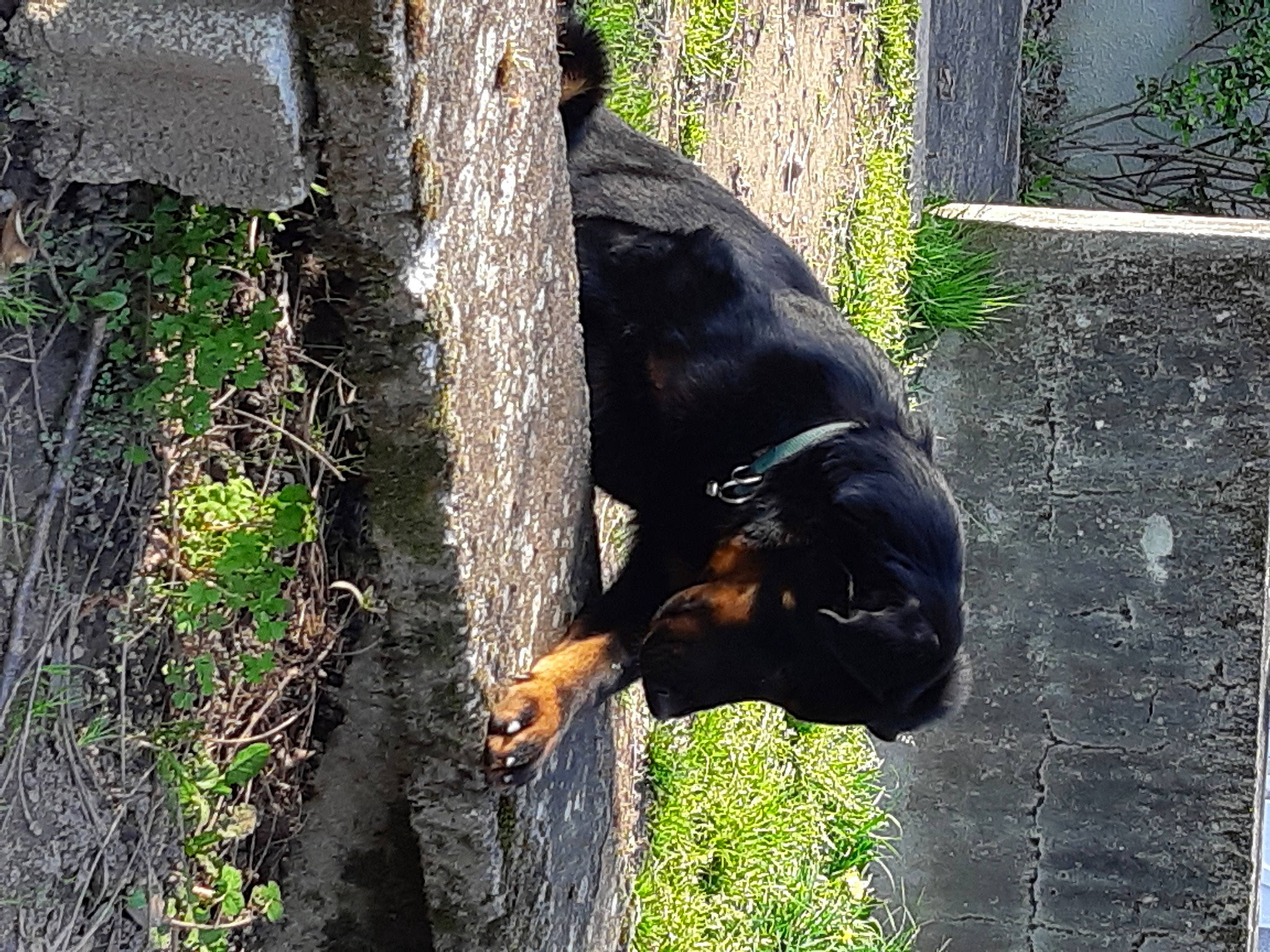 Pogo participe au concours pour gagner de l'argent avec cette photo : beauceron, canidae, carnivore, dobermann, dog, dog_breed, guard_dog, hunting_dog, rottweiler, snout, sporting_group, sun_bear