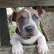 Angie participe au concours pour gagner de l'argent avec cette photo : animal, blue_eyes, brown_and_white, close_up, collar, curious, cute, daylight, dog, fur, nature, outdoor, paws, pet, playful, portrait, puppy, snout, wooden_bench, young_dog