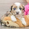 puppy, dog, blue_eyes, fluffy, brown_and_white, pet, animal, portrait, sitting, plush_toy, stuffed_animal, indoors, wood_floor, wood_wall, pink_clothing, cute, close_up, front_facing, adorable, companion