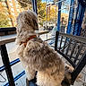 Chaba joined the competition — help win amazing prizes! dog, fluffy_dog, small_dog, curly_fur, brown_and_white, orange_collar, sitting, chair, cafe, restaurant, window, urban, city_street, autumn, trees, sunny, outdoor_view, interior, table, photography