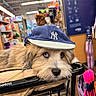 dog, puppy, pet_store, shopping_cart, baseball_cap, yankees_cap, scruffy_fur, floppy_ears, brown_fur, blue_eyes, pet_supplies, dog_toys, grooming_tools, retail_store, indoor, portrait, close_up, shopping, leash, cute