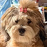 dog, small_dog, fluffy, long_hair, shih_tzu, bow, pink_bow, pet, portrait, close_up, furry, cream_colored, brown_and_white, black_nose, indoors, cute, groomed, companion_animal, looking_at_camera, cozy