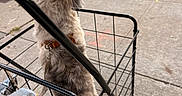 Chaba is registered to the contest to win money with this photo: dog, fluffy_dog, small_dog, white_fur, long_hair, shopping_cart, pet, leash, collar, outdoor, sidewalk, street, parked_cars, urban, walking, animal, companion, grocery_cart, candid_photo, city