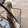 dog, fluffy_dog, small_dog, white_fur, long_hair, shopping_cart, pet, leash, collar, outdoor, sidewalk, street, parked_cars, urban, walking, animal, companion, grocery_cart, candid_photo, city