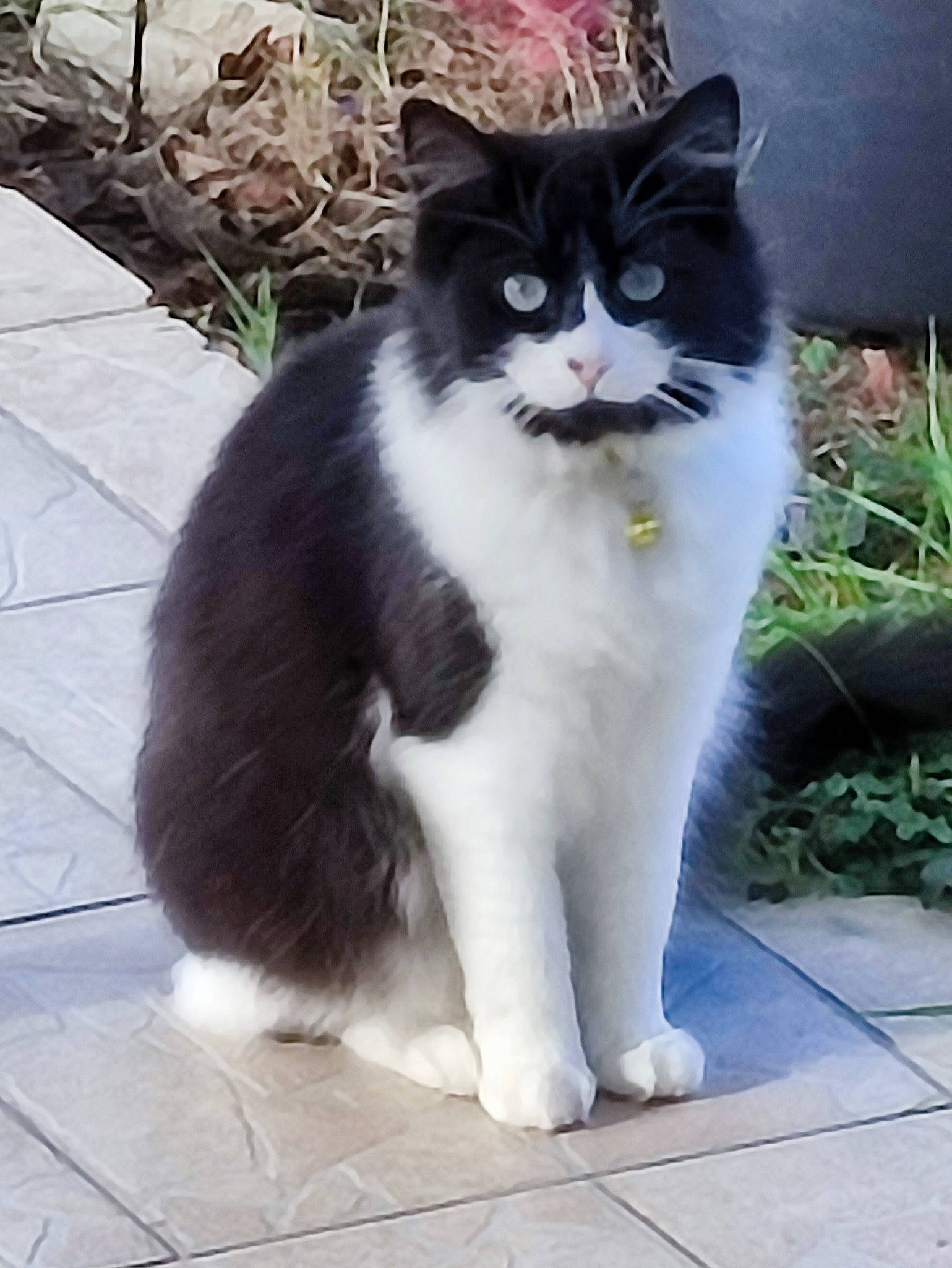 Réglisse a rejoint le concours — aidez-le/la à gagner de superbes lots ! british_longhair, carnivore, cat, claw, domestic_short_haired_cat, eye, felidae, foot, fur, paw, plant, sitting, small_to_medium_sized_cats, snout, tail, terrestrial_animal, tree, whiskers