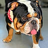 dog, bulldog, pet, animal, tricolor, black_white_brown, tongue_out, wrinkled_face, closeup, portrait, standing, indoor, floor, red_clothing, collar, short_muzzle, floppy_ears, paws, funny, adorable