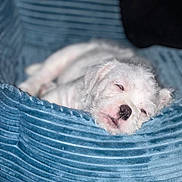 Savage is registered to the contest to win money with this photo: blanket, blue_bed, blurred_background, close_up, cozy, cute, dog, indoor, muzzle, nose, peaceful, pet_bed, portrait, puppy, resting, sleeping, small_dog, soft_texture, white_fur, wood_floor