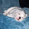 blanket, blue_bed, blurred_background, close_up, cozy, cute, dog, indoor, muzzle, nose, peaceful, pet_bed, portrait, puppy, resting, sleeping, small_dog, soft_texture, white_fur, wood_floor