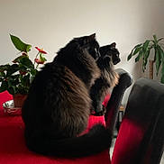 Vador a rejoint le concours — aidez-le/la à gagner de superbes lots ! cat, black_cat, fluffy, indoor, table, red_tablecloth, plant, green_plant, chair, furniture, pet, animal, two_cats, side_view, domestic_cat, looking, calm, cozy, home, companions
