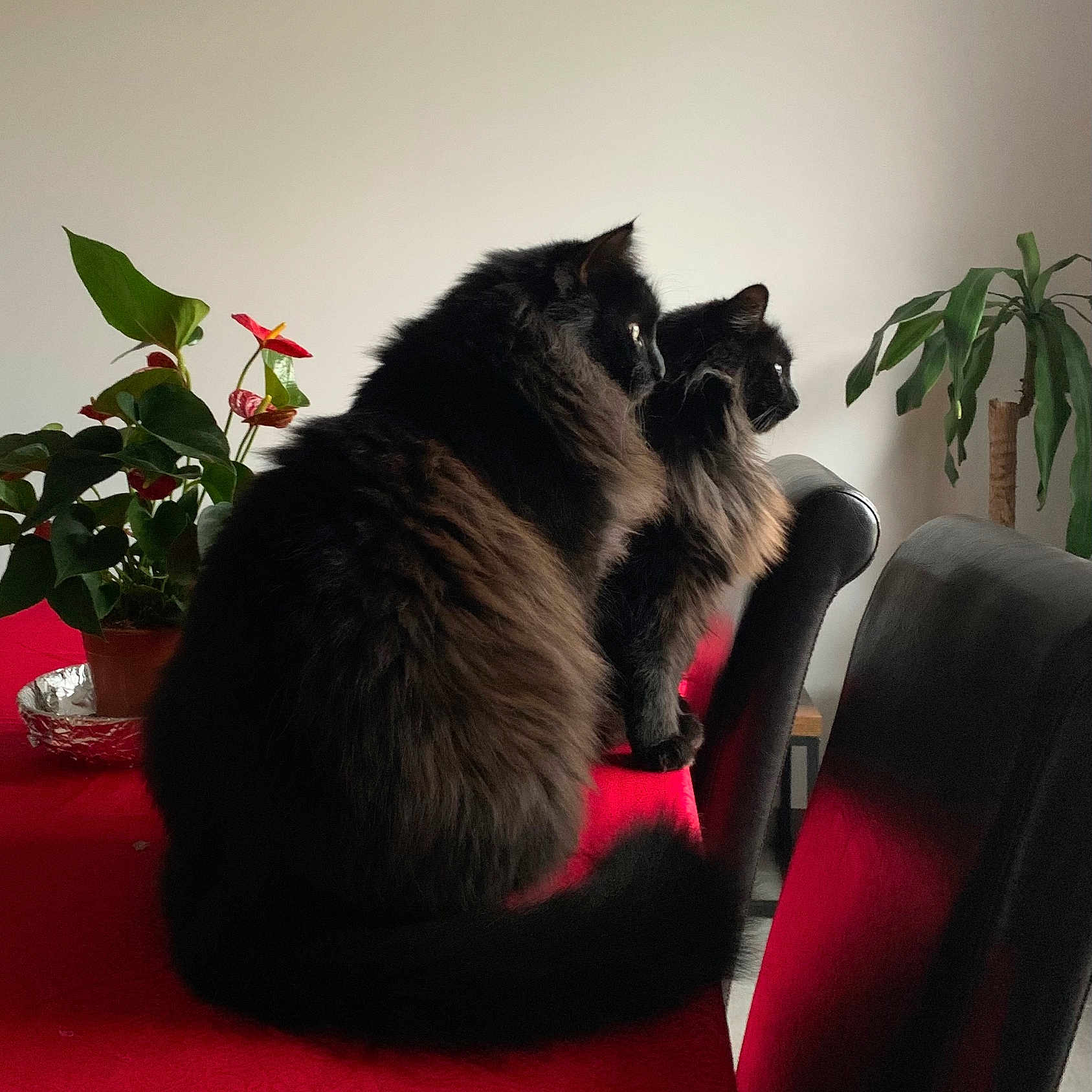 Vador a rejoint le concours — aidez-le/la à gagner de superbes lots ! cat, black_cat, fluffy, indoor, table, red_tablecloth, plant, green_plant, chair, furniture, pet, animal, two_cats, side_view, domestic_cat, looking, calm, cozy, home, companions